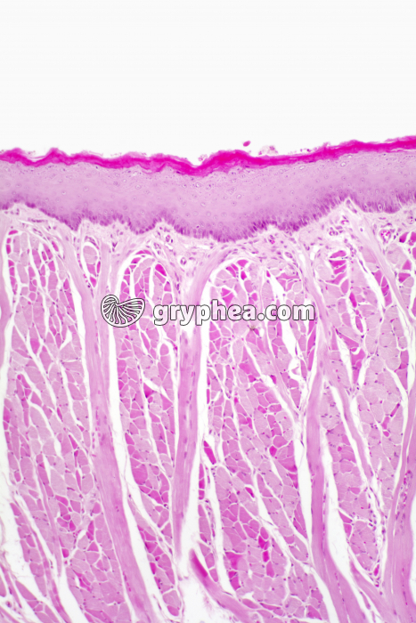Langue CT x40 - gryphea.org